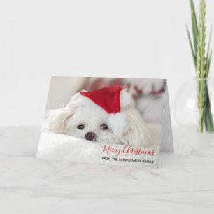 Niedlicher Weißhund in einem Red Christmas Hat Karte