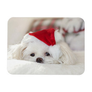 Niedlicher Weißhund in einem Red Christmas Hat Magnet