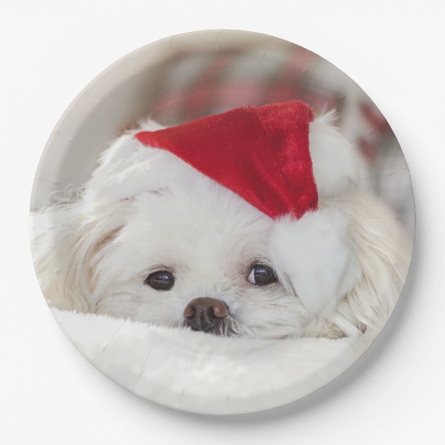 Niedlicher Weißhund in einem Red Christmas Hat Pappteller (Vorderseite)