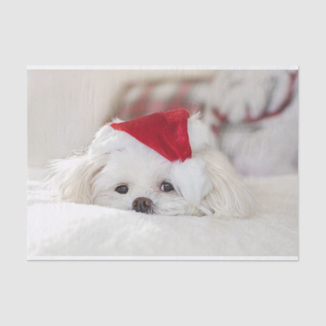 Niedlicher Weißhund in einem Red Christmas Hat Seidenpapier (Vorderseite)