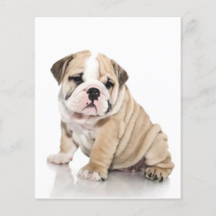 Niedlicher Welpe Bulldog Sad Flyer