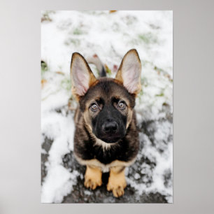 Niedlicher Welpe, der oben schaut Poster
