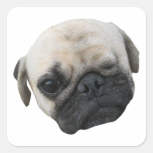 Niedlicher Welpe Mops Dog Friend ... か わ い い 犬 子 Quadratischer Aufkleber