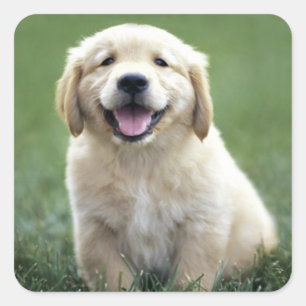 Niedlicher Welpen-Hund Liebhaber Goldener Rückzug Quadratischer Aufkleber
