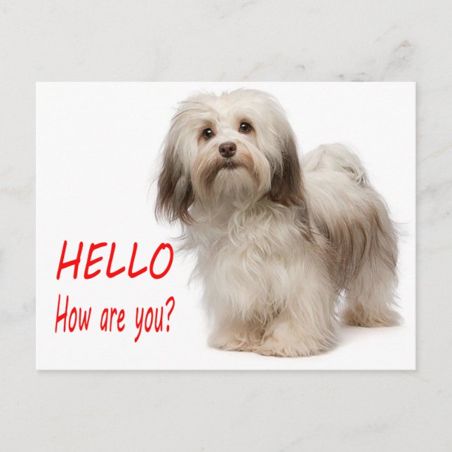 Niedlicher Welpenhund Denken Sie an Sie Havanese H Postkarte (Vorderseite)