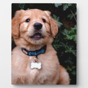 Niedlicher Welpenhund Golden Retriever Welpe Fotoplatte