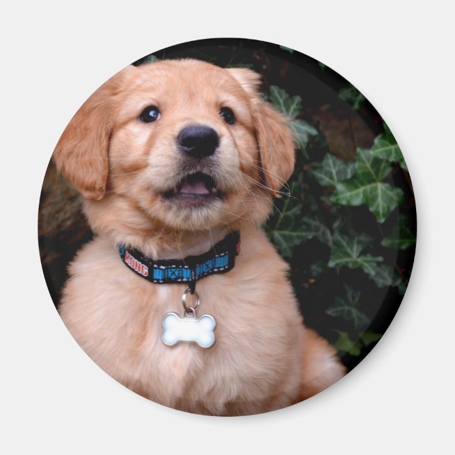 Niedlicher Welpenhund Golden Retriever Welpe Magnet (Vorne)