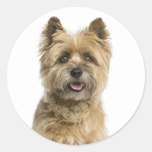 Niedlicher Welpenhund Mama Cairn Terrier Runder Aufkleber
