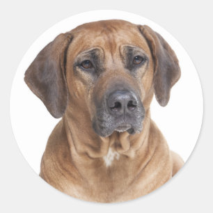 Niedlicher Welpenhund Rhodesian Ridgeback Runder Aufkleber