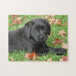Niedlicher Welpenhund Schwarzer Labrador Retriever