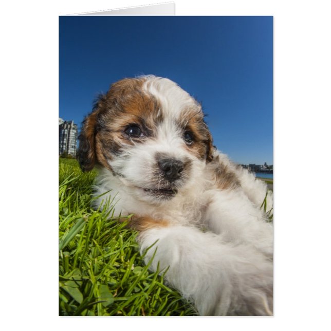 Niedlicher Welpenhund (Shitzu) (Vorne)