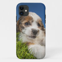 Niedlicher Welpenhund (Shitzu)