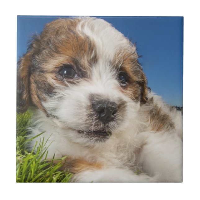 Niedlicher Welpenhund (Shitzu) Fliese (Vorderseite)