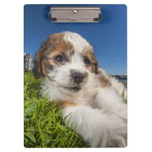 Niedlicher Welpenhund (Shitzu) Klemmbrett
