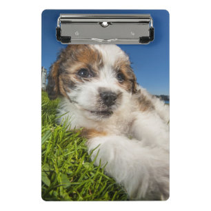 Niedlicher Welpenhund (Shitzu) Mini Klemmbrett