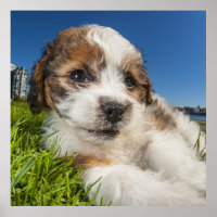 Niedlicher Welpenhund (Shitzu)