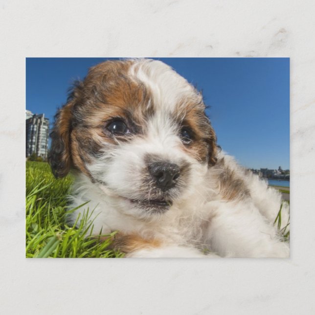 Niedlicher Welpenhund (Shitzu) Postkarte (Vorderseite)