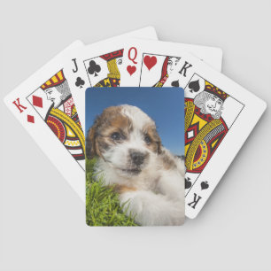 Niedlicher Welpenhund (Shitzu) Spielkarten