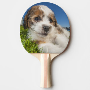 Niedlicher Welpenhund (Shitzu) Tischtennis Schläger