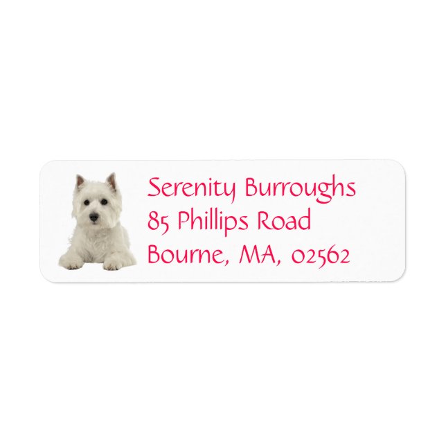 Niedlicher Welpenhund West Highland Terrier (Vorne)