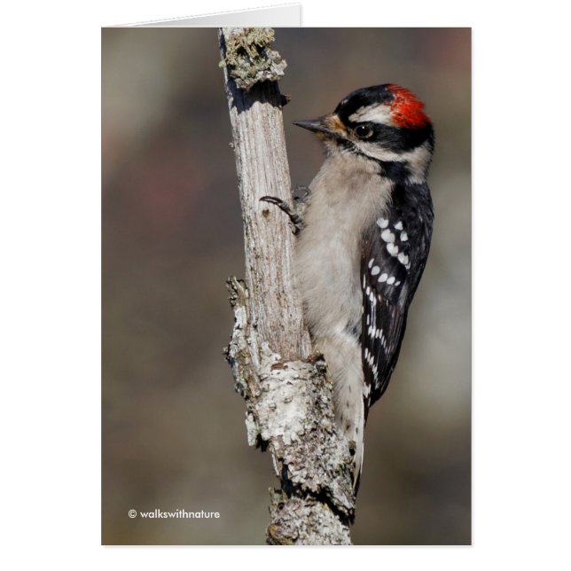 Niedlicher Woodpecker auf dem Baum (Vorne)