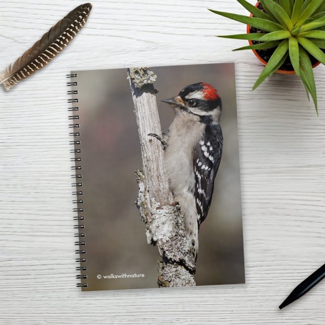 Niedlicher Woodpecker auf dem Baum Notizblock (Downy Woodpecker on the Tree Journal Cover Photo)