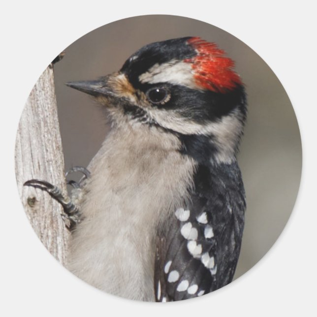 Niedlicher Woodpecker auf dem Baum Runder Aufkleber (Vorderseite)
