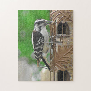 Niedlicher Woodpecker bei Birdfeeder