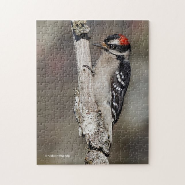 Niedlicher Woodpecker-Vogel auf Zweigstelle (Vertikal)
