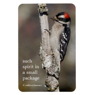 Niedlicher Woodpecker-Vogel auf Zweigstelle Magnet