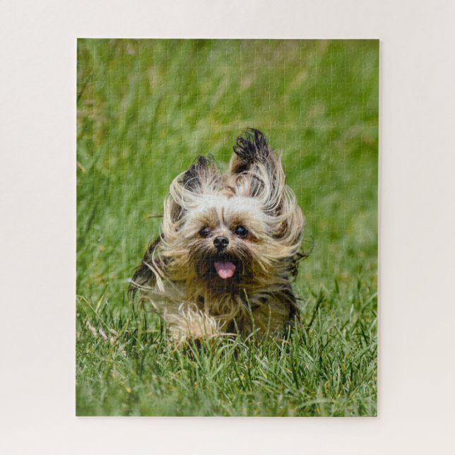 Niedlicher Yorkshire Terrier, der durch Gras läuft (Vertikal)