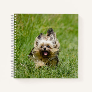 Niedlicher Yorkshire Terrier, der durch Gras läuft Notizbuch