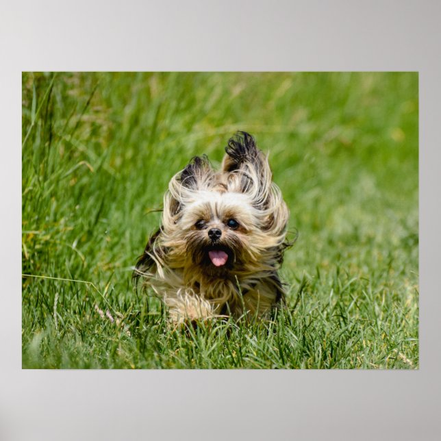 Niedlicher Yorkshire Terrier, der durch Gras läuft Poster (Vorne)