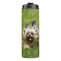 Niedlicher Yorkshire Terrier, der durch Gras läuft
