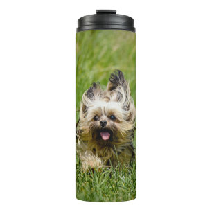 Niedlicher Yorkshire Terrier, der durch Gras läuft Thermosbecher