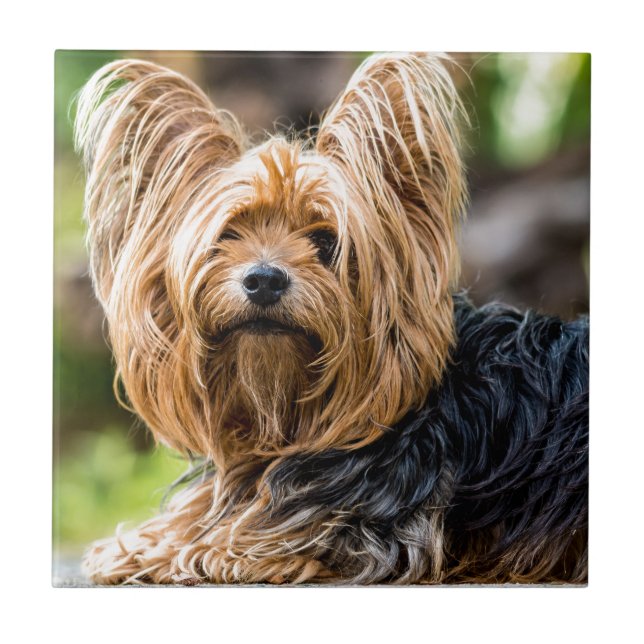Niedlicher Yorkshire Terrier Dog im Garten Fliese (Vorderseite)