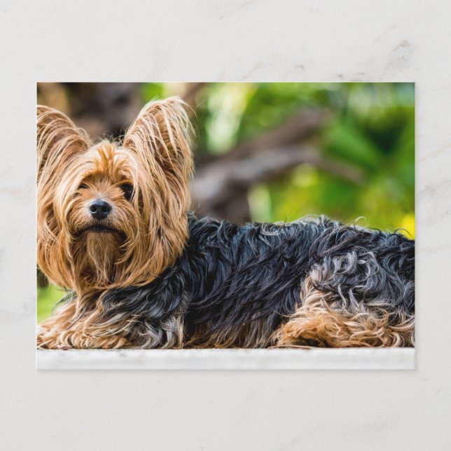 Niedlicher Yorkshire Terrier Dog im Garten Postkarte (Vorderseite)