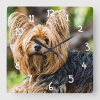 Niedlicher Yorkshire Terrier Dog im Garten