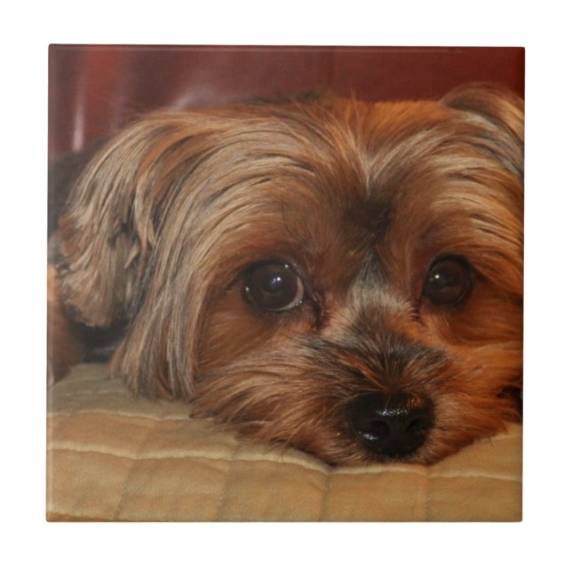 Niedlicher Yorkshire Terrier Hund, Yorkie Fliese (Vorderseite)