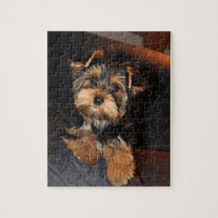 Niedlicher Yorkshire-Terrier-Welpen-Hund