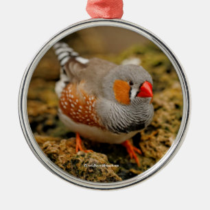 Niedlicher Zebra Finch Songbird auf den Felsen Silbernes Ornament