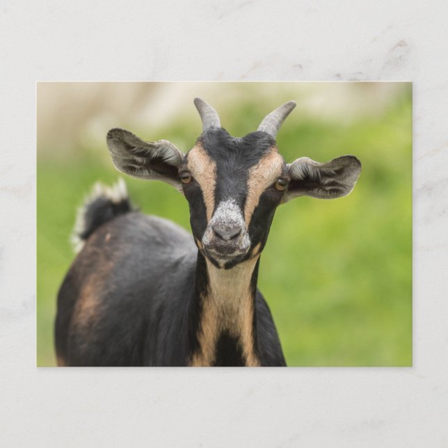 Niedlicher Ziegenbetrieb Postkarte (Vorderseite)