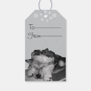 Niedliches Akita im roten Geschenkanhänger
