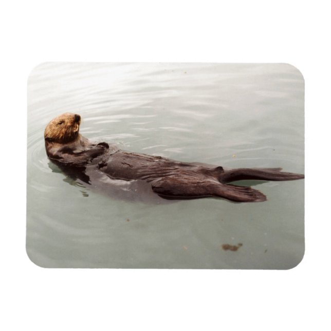 Niedliches Alaska Sea Otter Foto Entworfen Kühlsch Magnet (Horizontal)
