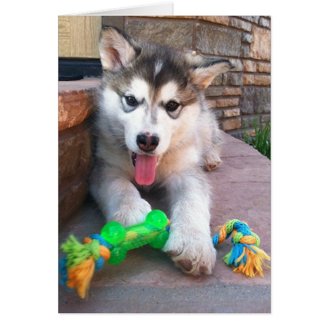 Niedliches Alaskan Malamute Pup Foto erhält gute V (Vorne)