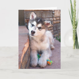 Niedliches Alaskan Malamute Welpe Head Tilt Foto Karte