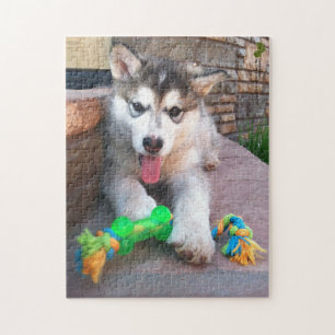 Niedliches Alaskan Malamute Welpe Nah-Up Foto