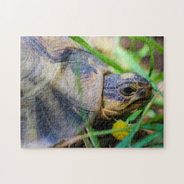 Niedliches Angulate Tortoise Südafrika Details (Horizontal)