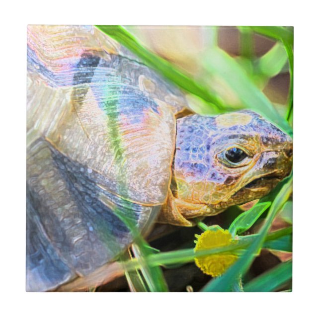 Niedliches Angulate Tortoise Südafrika Details Fliese (Vorderseite)