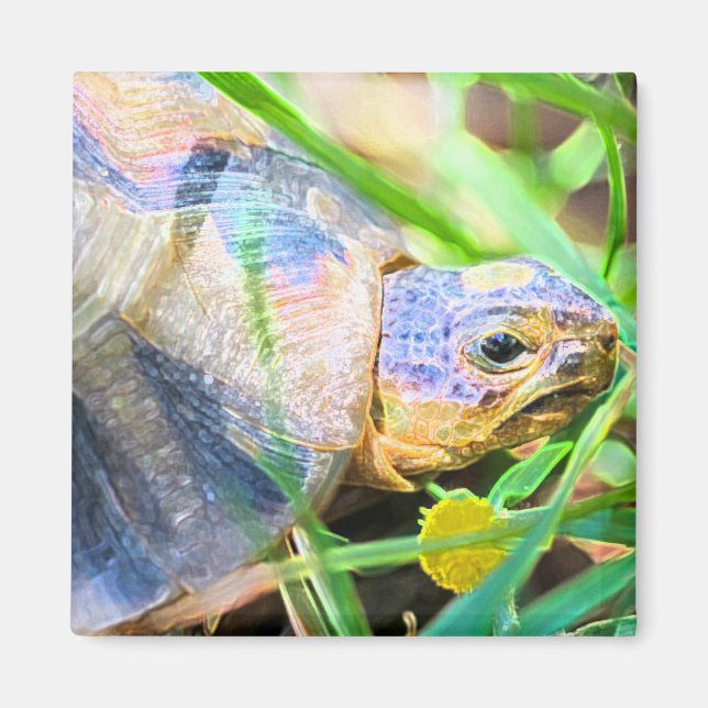 Niedliches Angulate Tortoise Südafrika Details Magnet (Vorne)